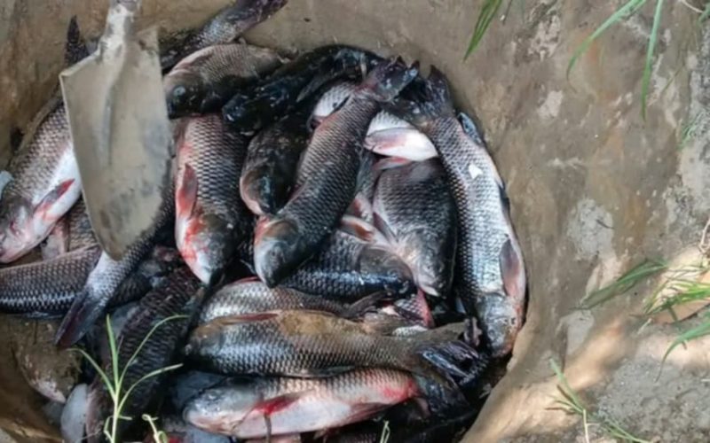 उर्लाबारीमा प्रतिबन्धित भारतीय माछा नष्ट