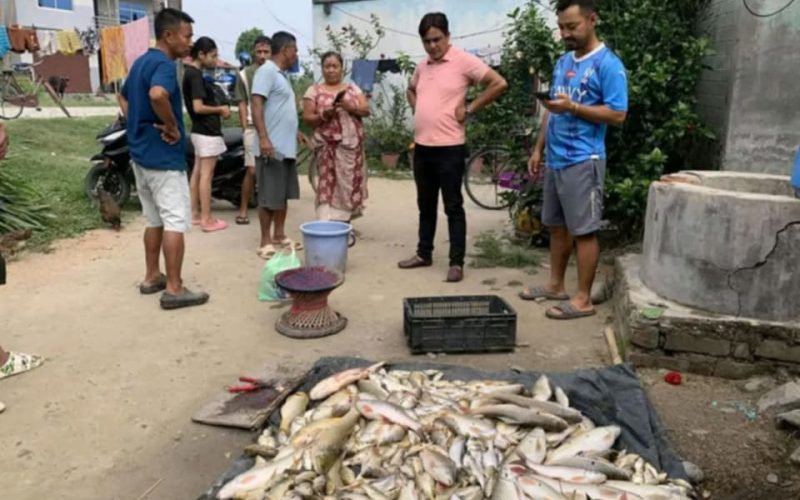 उर्लाबारीमा माछा खाडीमा विष हालिएको आशंका,सयौं माछा मृत अवस्थामा फेला