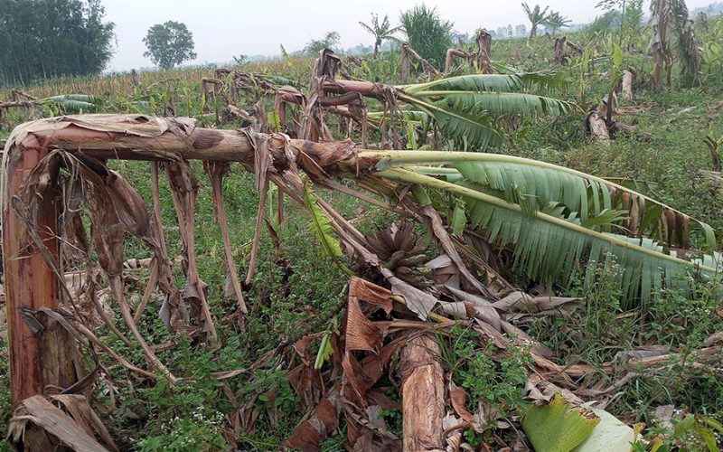 पानी संगै आएको हाबाहुरीले झापाको केरा खेतीमा क्षति