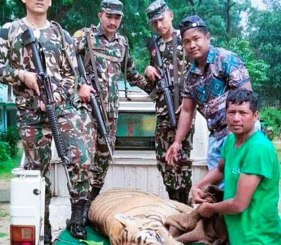 बारामा मानव हत्या गर्ने बाघ नियन्त्रणमा, स्थानीयवासीले माने राहत