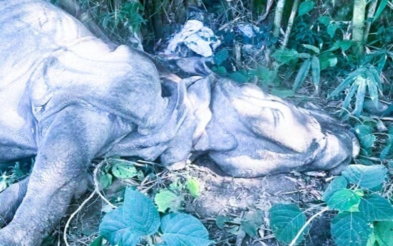 नवलपुरमा बिरामी गैंडा मृत फेला, यो सिजनमा पाँचौं गैंडाको मृत्यु