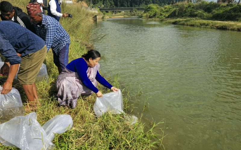 हेटौंडाको कर्रा खोलामा ‘गर्दि’ माछाका ३० हजार भुरा छोडाइ, नगर प्रमुख लामाद्वारा उत्कृष्ट कर्मचारी सम्मान