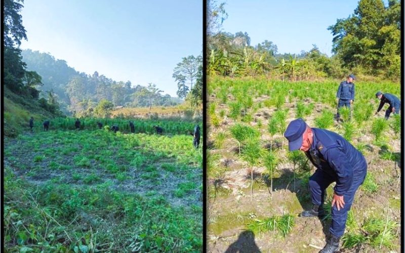 मकवानपुरमा अवैध गाँजा र अफिम खेती फडानी, करिब १० बिगहा क्षेत्र नष्ट