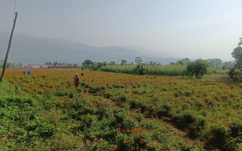 हेटौँडामा आधुनिक कृषिमा जोड: सयपत्री फूल खेतीतर्फ महिला कृषकको बढ्दो आकर्षण
