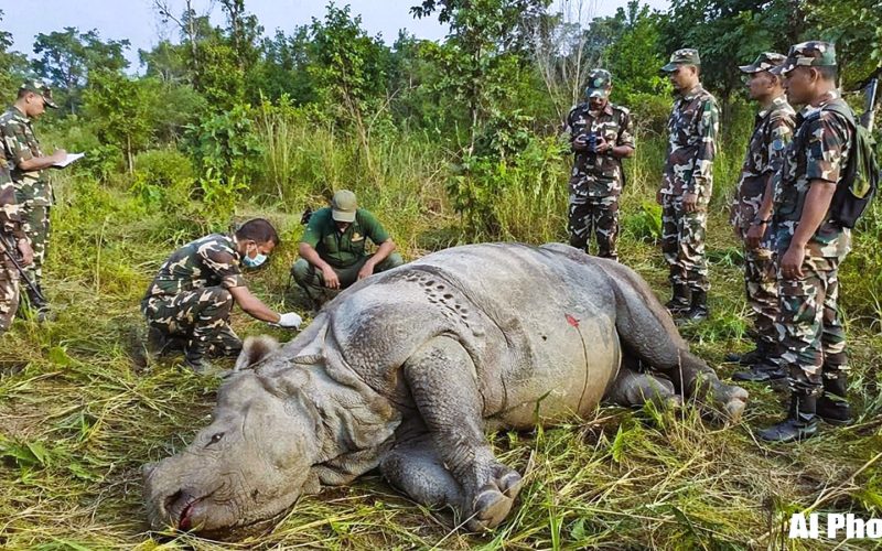चितवनमा गैंडा–सुरक्षाकर्मी भिडन्त: आत्मरक्षाका क्रममा गोली लागेर पोथी गैंडाको मृत्यु, एक सिपाही घाइते