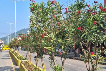 मनहरी गाउँपालिकामा ४० माइक्रोनभन्दा कम प्लास्टिक झोलामा पुनः प्रतिबन्ध, फोहोर नछुट्याए कारबाही हुने