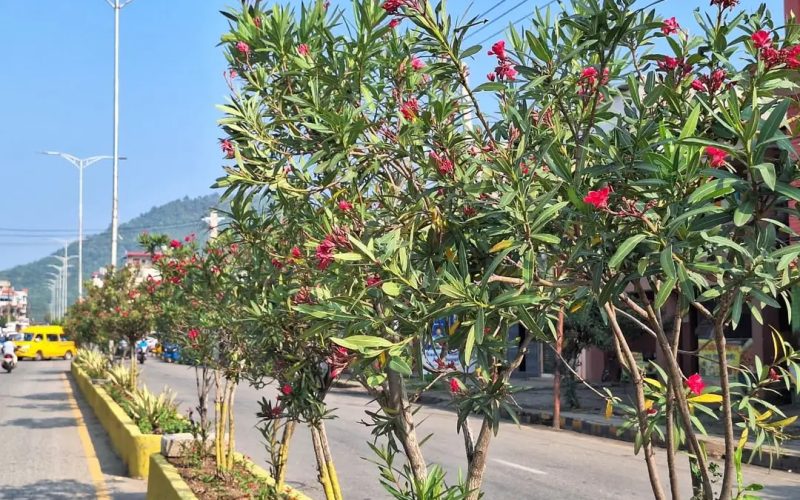 ढकमक्क फुलेका फूलले झन् चम्कियो हेटौंडा, सडक किनार बने आकर्षणको केन्द्र