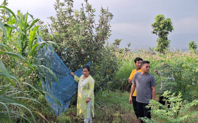 हेटौंडामा व्यावसायिक स्याउ खेतीको नयाँ सम्भावना : सानोसुकौलीको ‘स्यामा बाटिका’ मा नगर प्रमुख लामाको अवलोकन